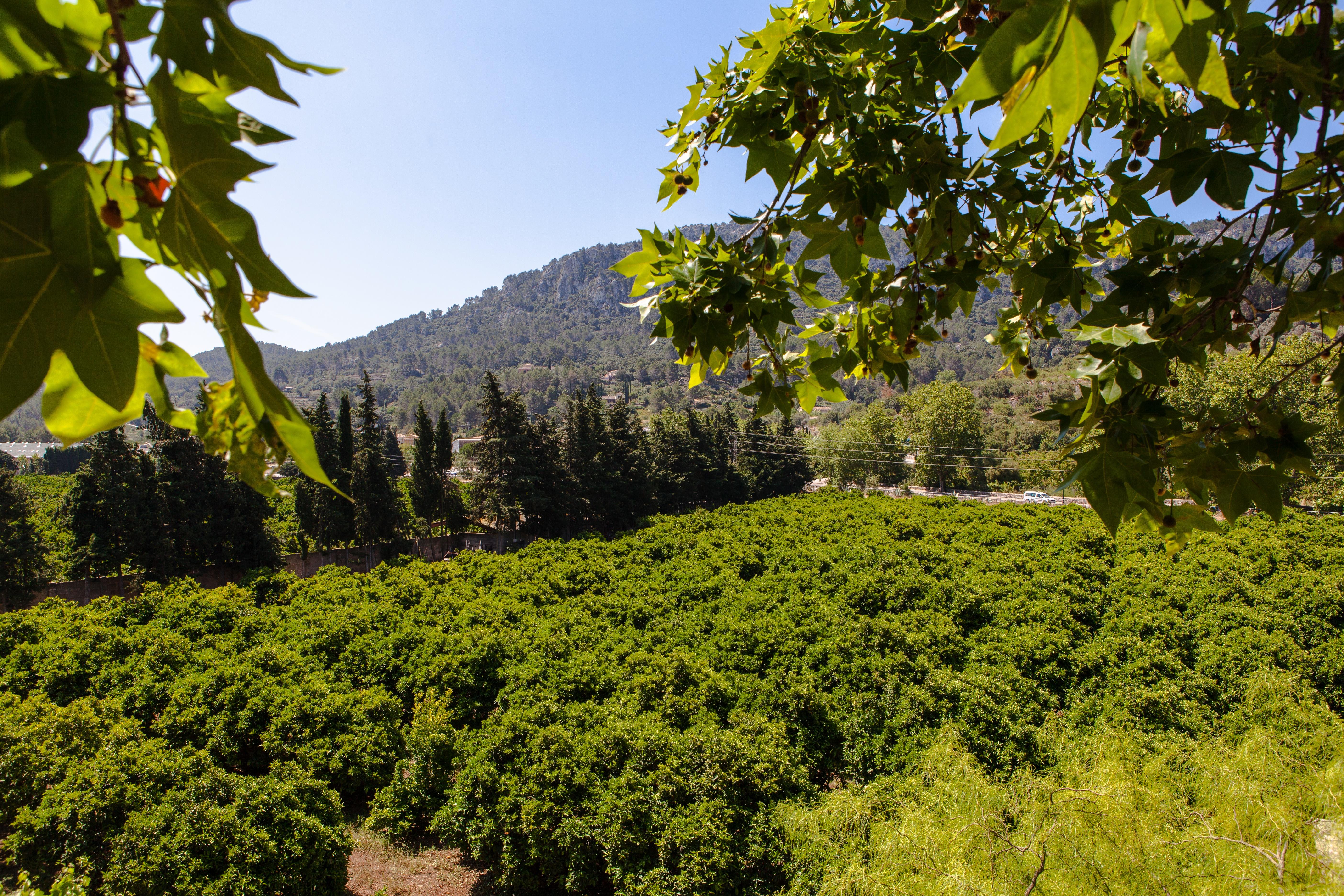 Agroturismo Son Galceran (Adults Only) Esporles Zewnętrze zdjęcie